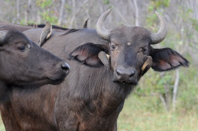 African buffalo - Syncerus caffer