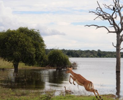 DSC_470  impala  72.jpg