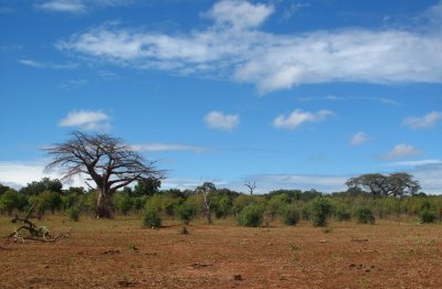 IMG_2511 chobe.jpg