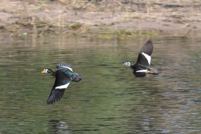 Pygmy Goose - Nettapus auritus