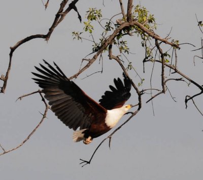 African Fish Eagle - Haliaeetus vocifer