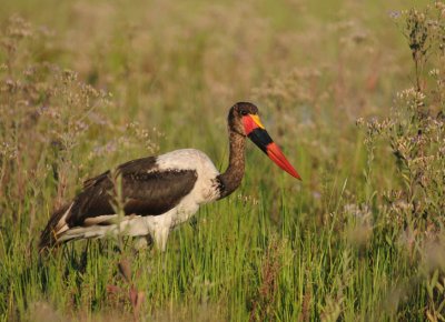 Saddlebilled Stork - Ephippiorhynchus senegalensis