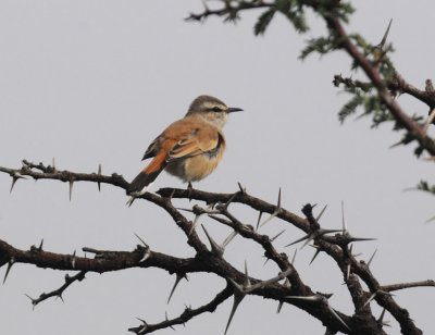 Kalahari Robin - Erytropygia paena.jpg