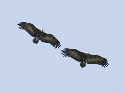 Hooded Vulture [ Necrosyrtes monachus ]
