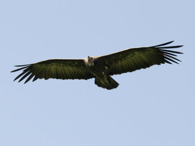 Hooded Vulture [ Necrosyrtes monachus ]