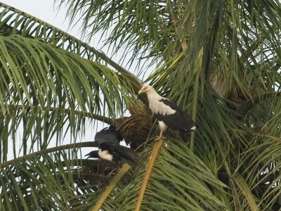 Palmnut Vulture [Gypohierax angolensis ]