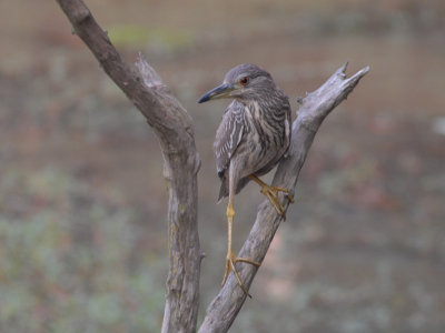  Black-Crowned Night Heron[ Nycticorax nycticorax]