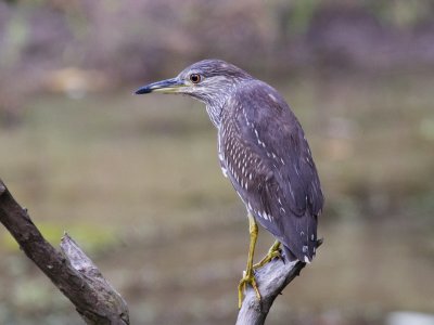  Black-Crowned Night Heron[ Nycticorax nycticorax]