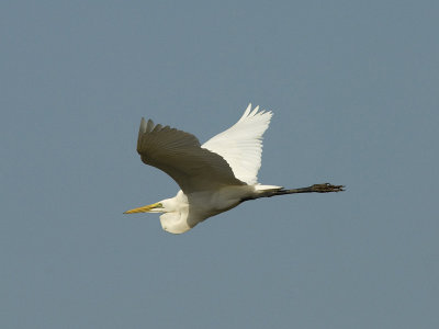 Great White Egret [ Egretta alba ]