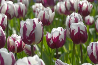 DSC_9563  Tulips