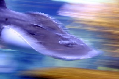 stingray.4jpg.jpg