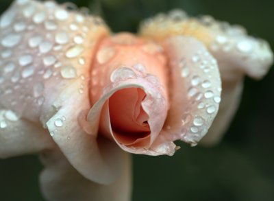 Peek inside a rose