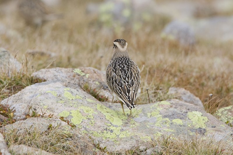 Dotterel