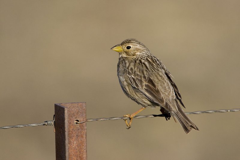 Corn Bunting