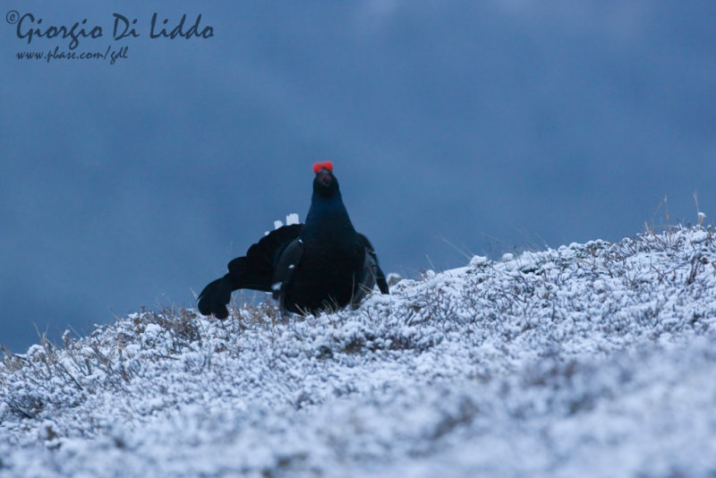 Black Grouse