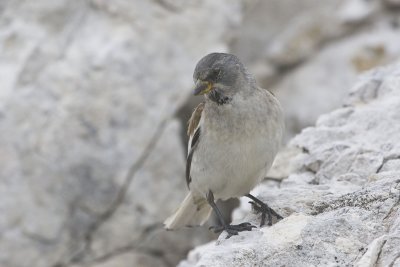 Snow Finch