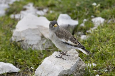 Snow Finch