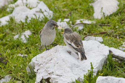 Snow Finch