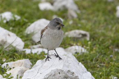 Snow Finch