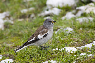 Snow Finch