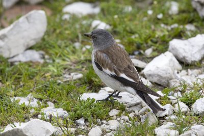 Snow Finch