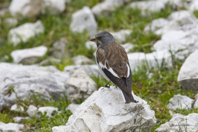 Snow Finch
