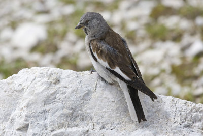 Snow Finch