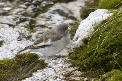 Snow Finch