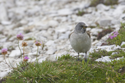 Snow Finch
