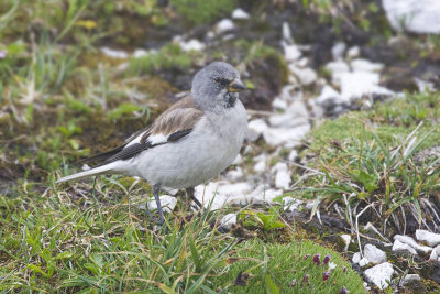 Snow Finch