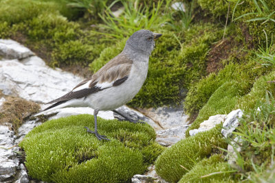 Snow Finch