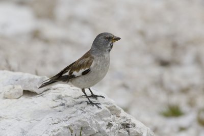 Snow Finch
