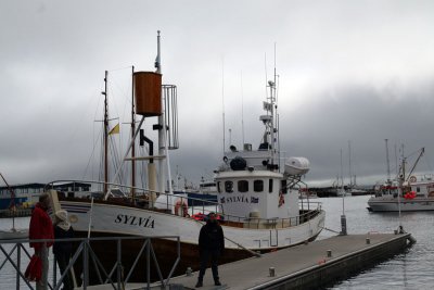 Whalewatching in Husavik