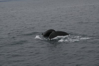 Humpback whale