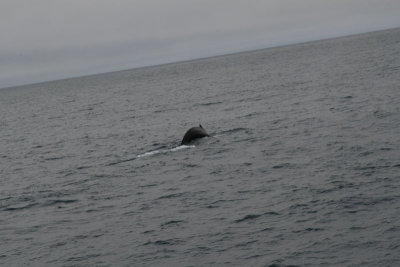 Humpback whale
