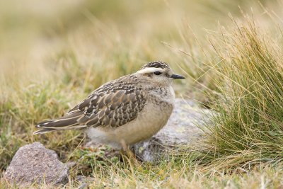 Dotterel