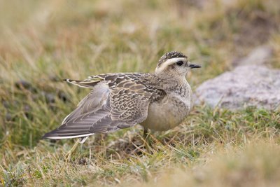 Dotterel