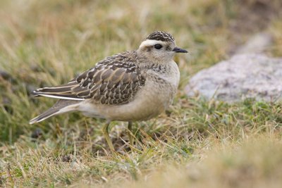 Dotterel