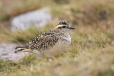 Dotterel