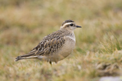 Dotterel