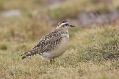 Dotterel