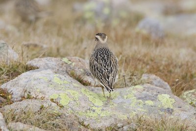 Dotterel