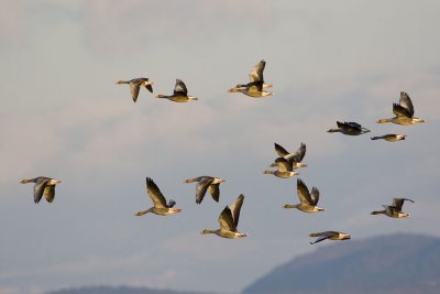 Greylag Goose