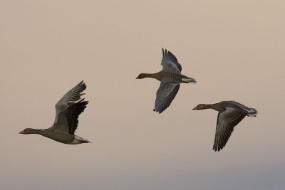 Pink-footed Goose