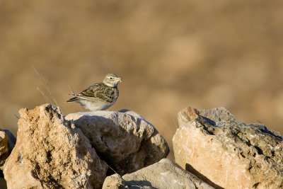 Calandra Lark