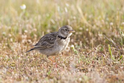 Calandra Lark