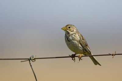 Corn Bunting