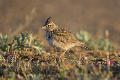 Crested Lark