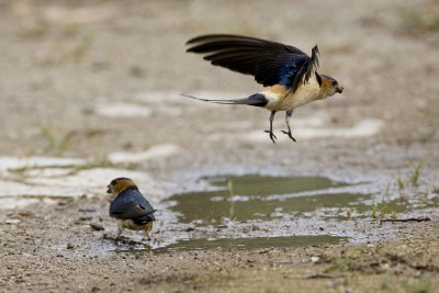 Red-rumped Swallow