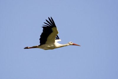 White Stork